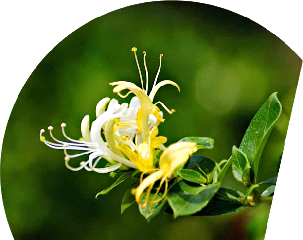 除草劑廠家，除草劑批發(fā)